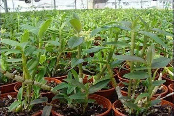 铁皮石斛能和茶叶一起泡吗 铁皮石斛应该怎么泡