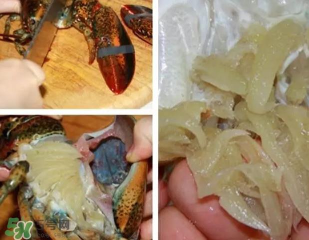 波士顿龙虾有多大？波士顿龙虾怎样去壳