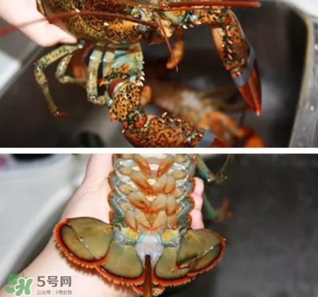 波士顿龙虾有多大？波士顿龙虾怎样去壳