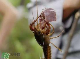什么时候钓龙虾最好？龙虾几月份能钓？