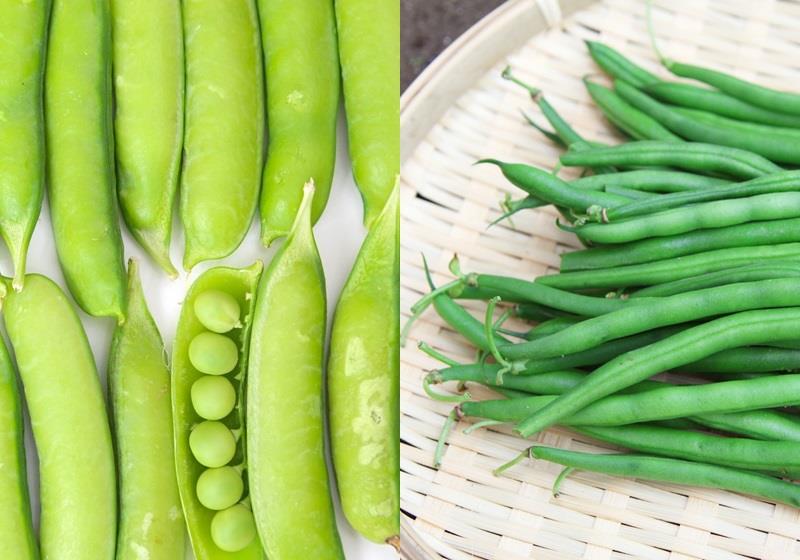 不同的豆类有哪些营养物质 不同豆类补充什么营养
