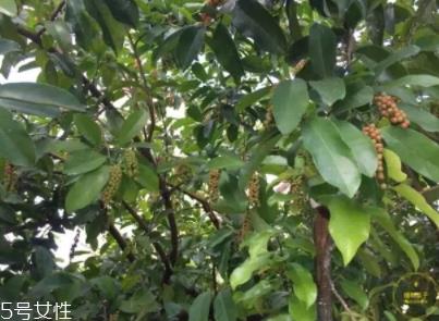 五月茶和五味子的区别 五月茶果实可以吃吗