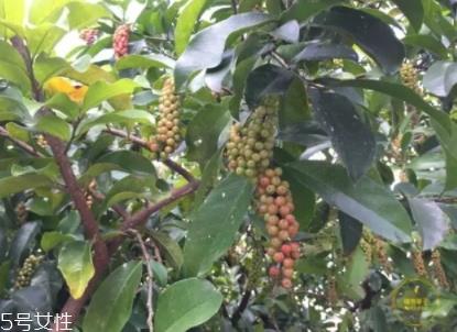 五月茶和五味子的区别 五月茶果实可以吃吗