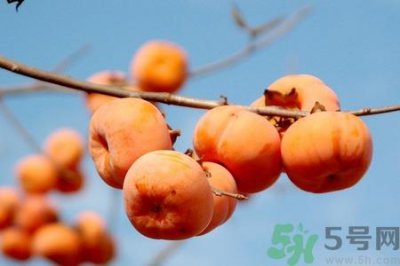 ​饭前吃脆柿子会变胖吗？脆柿子吃多了会变胖吗？