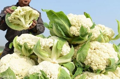 ​花菜什么时候播种 这个有讲究