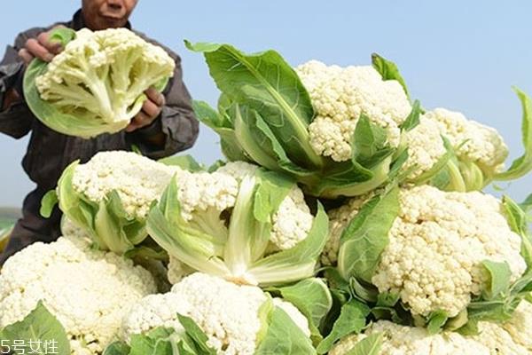 花菜什么时候播种 这个有讲究