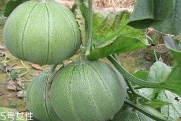 绿宝瓜的功效与作用 绿宝瓜的种植方法