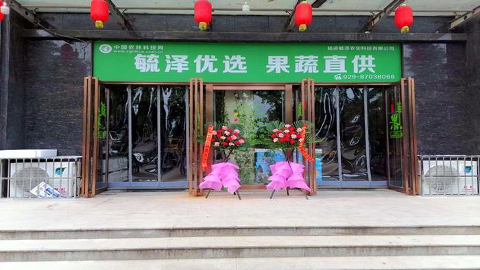 健康养生菜——圆生菜的营养价值及食用方法