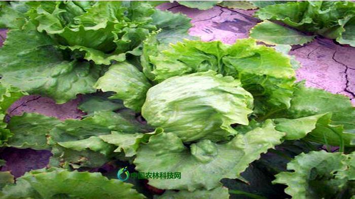 健康养生菜——圆生菜的营养价值及食用方法