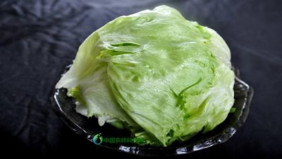 ​健康养生菜——圆生菜的营养价值及食用方法