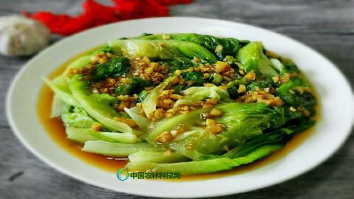 健康养生菜——圆生菜的营养价值及食用方法