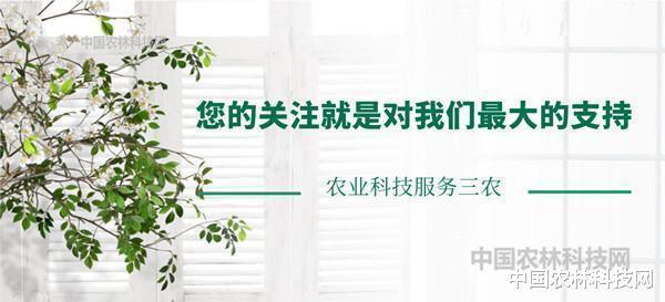 健康养生菜——圆生菜的营养价值及食用方法