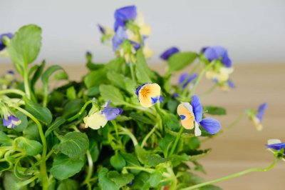 ​角堇开花后怎么养护，怎么修剪