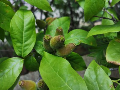 ​腊梅种子种植方法（方法及时间），种子种的能开花吗