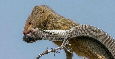 ​大连蛇岛要是闯入2只蛇獴,2万蝮蛇什么反应?专家：猜猜谁会饿死