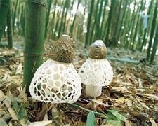 干竹荪发黄是坏了吗?竹荪发黄还能吃吗?