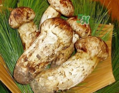 ​新鲜松茸可以放多久？新鲜松茸能不能冷冻