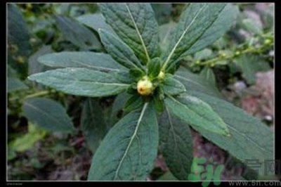 ​鹿活草多少钱？鹿活草有什么用？