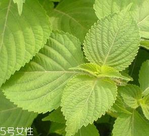 紫苏叶是热性的吗？紫苏叶是寒性的吗？