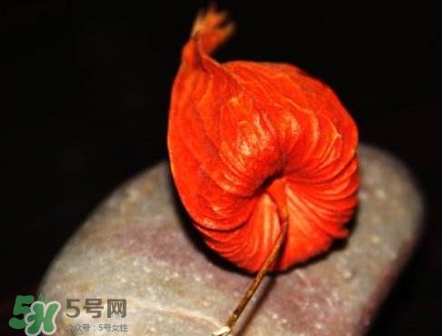 红姑娘能泡酒吗 红姑娘泡酒能治什么病