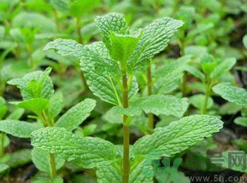 薄荷有什么功效？薄荷的攻效是什么？