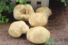 猴头菇有苦味可以吃吗?猴头菇有点苦能吃吗?