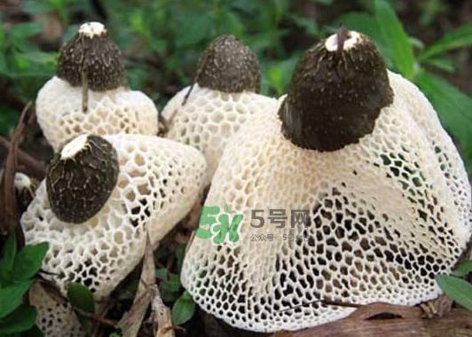 竹荪是发物吗？竹荪是凉性的吗