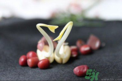 ​红豆可以发豆芽吗？红豆芽可以吃吗？