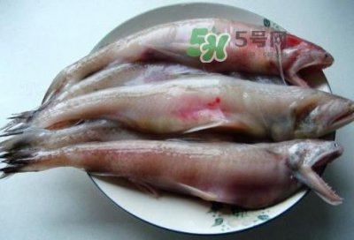 ​龙头鱼是什么鱼？龙头鱼多少钱一斤？