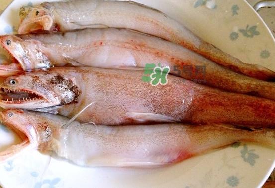 龙头鱼是什么鱼？龙头鱼多少钱一斤？