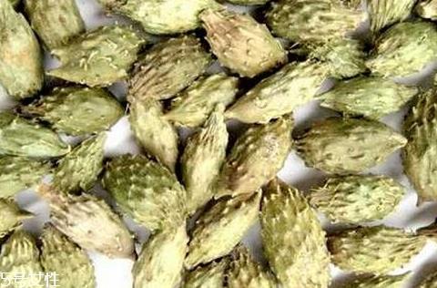 苍耳子什么时候采摘好 9-10月果实成熟