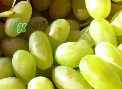 ​马奶葡萄是只有新疆有吗？绿马奶葡萄为什么发涩