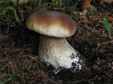 牛肝菌的营养价值 牛肝菌的功效与作用