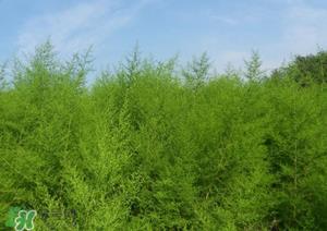 蒿子怎么做好吃？蒿子能凉拌吗？