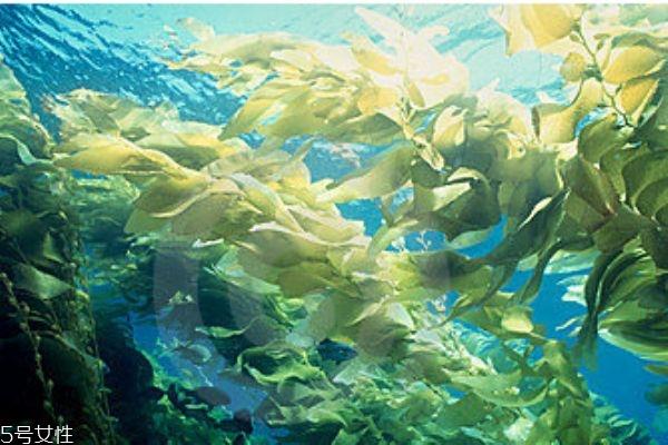 海带是发物吗 什么人群不能吃海带呢