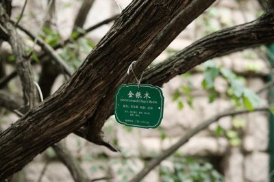 ​金银木的养殖方法和注意事项