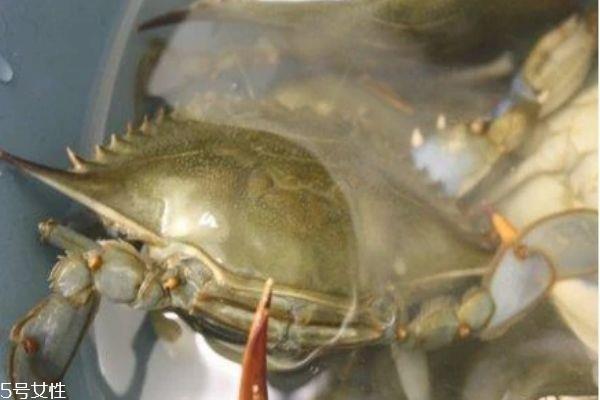 三门青蟹是海蟹吗 三门青蟹和阳澄湖大闸蟹的区别