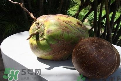 椰子什么时候成熟？椰子什么时候吃最好