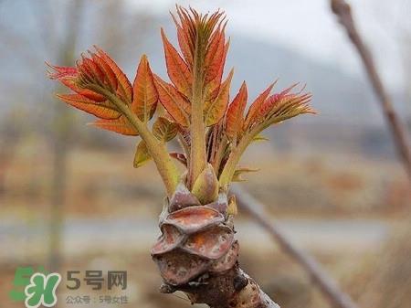 糖尿病人能吃香椿吗?吃香椿的禁忌