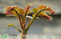 糖尿病人能吃香椿吗?吃香椿的禁忌