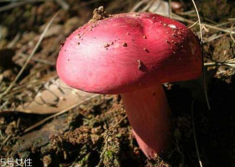红菇可以人工种植吗 无法人工栽培的菌类