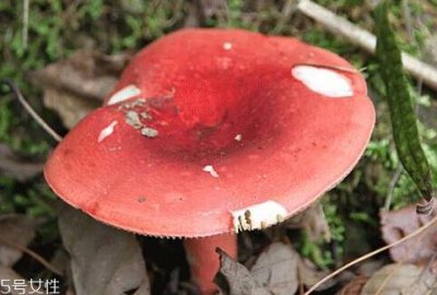​红菇可以人工种植吗 无法人工栽培的菌类