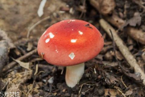 红菇可以人工种植吗 无法人工栽培的菌类