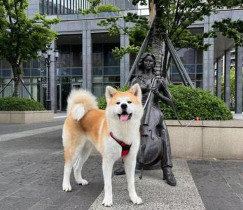 ​为何不建议新手养“秋田犬”？这几点，一般人驾驭不住