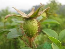 刺梨子可以泡酒吗?金樱子泡酒的功效
