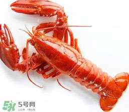 龙虾怎么养不会死？大龙虾怎么养不会死？