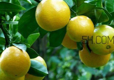 ​皇帝柑是哪里的特产？皇帝柑是热性还是凉性？