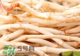 鱼腥草根有什么作用？鱼腥草根的功效与作用