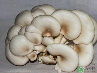 吃平菇有什么好处？平菇怎么做好吃？