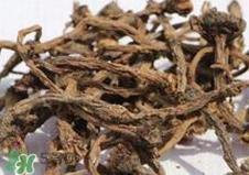 蒲公英泡水是用根部好还是叶子好?